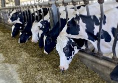Dairy Farmers of Canada aims to be carbon neutral by 2050.