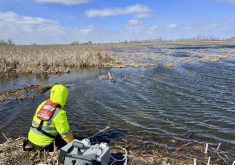 Researchers have detected infectious avian influenza virus in wetlands frequented by waterfowl.