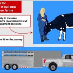Cull cow protocol usage could be improved