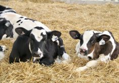 Colostrum feeding is important to calf health, with effects into first lactation.
