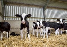 Keeping the calf off cold, wet concrete is another important factor in minimizing cold stress.