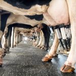 Canola meal’s protein and amino acid values showed increased cow maintenance and milk production efficiency compared to soybean meal.