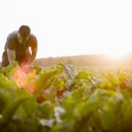 Investors are increasingly focusing on links between a healthy food system and efforts to fight global warming and preserve biodiversity. Photo: fotografixx/Getty Images