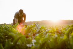 Investors are increasingly focusing on links between a healthy food system and efforts to fight global warming and preserve biodiversity.  Photo: fotografixx/Getty Images