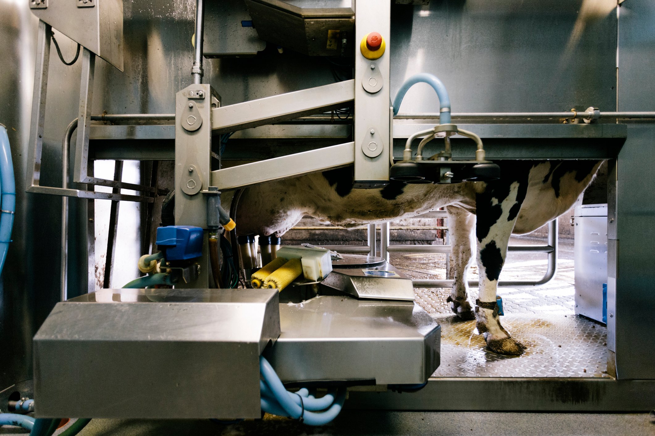 An automated milking system implemented at a Devon farm. Castlewood Dairy farm, Musbury, Devon.