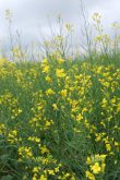 Canola is presenting more positives for growers across the province, including acreage and yields.
