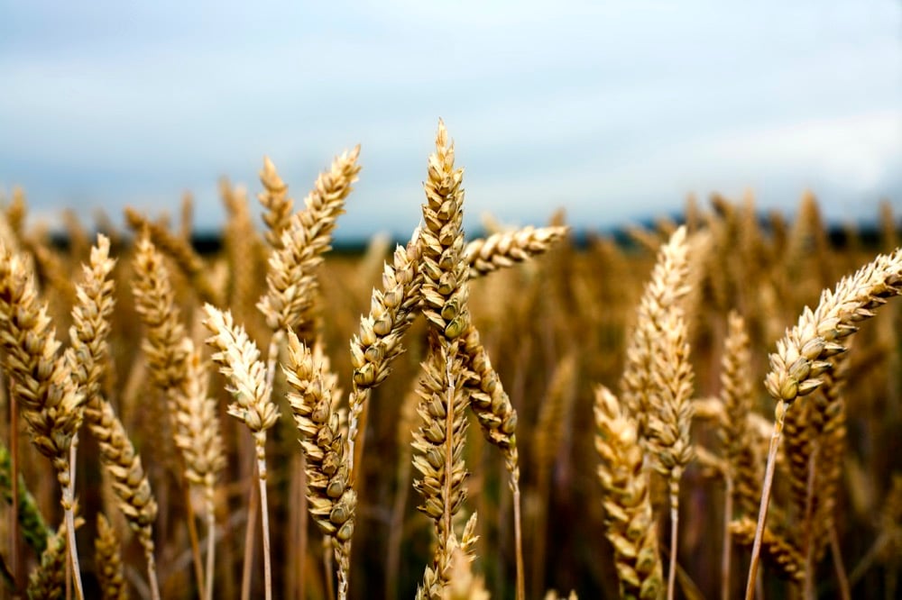 Rising loonie and weaker futures weigh on spring wheat bids