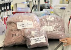 Turning berry pomace into a value-added feed component could reduce waste.