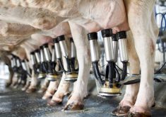 SomaDetect has developed a sensor and software system that provides farmers with reliable milk-based data from every cow at every milking.
