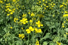 Canola plants in flower in a field north of Lorette, Man. on July 20, 2022. (Dave Bedard photo)