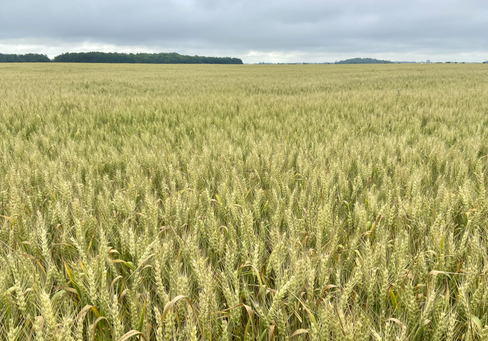 Demand for Ontario wheat exports is expected to ramp up in the new year.