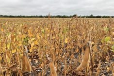 A soybean crop at Headingley, Man. on Sept. 2, 2021. (Dave Bedard photo)
