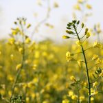 Canola is a high value crop that could help diversify Ontario crop rotations, especially when fall seeded.
