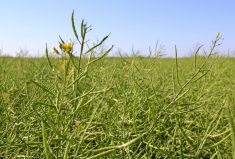 “Pods can look dramatically different, either riper or less ripe, than the actual seeds, so we need to be cracking open those pods and looking at the seeds.”
 Photo: Greg Berg
