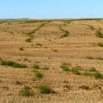 Glyphosate-resistant kochia.
