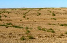 Glyphosate-resistant kochia.
