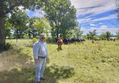 Ann Clark offers custom grazing at her farm in Warkworth, Ont. She says she has moved approximately 30 Angus cow-calf pairs, plus a bull, between 150 and 200 times per pasture season for 13 years.