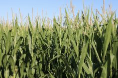 Drive for production weakens resilience of farming systems: study