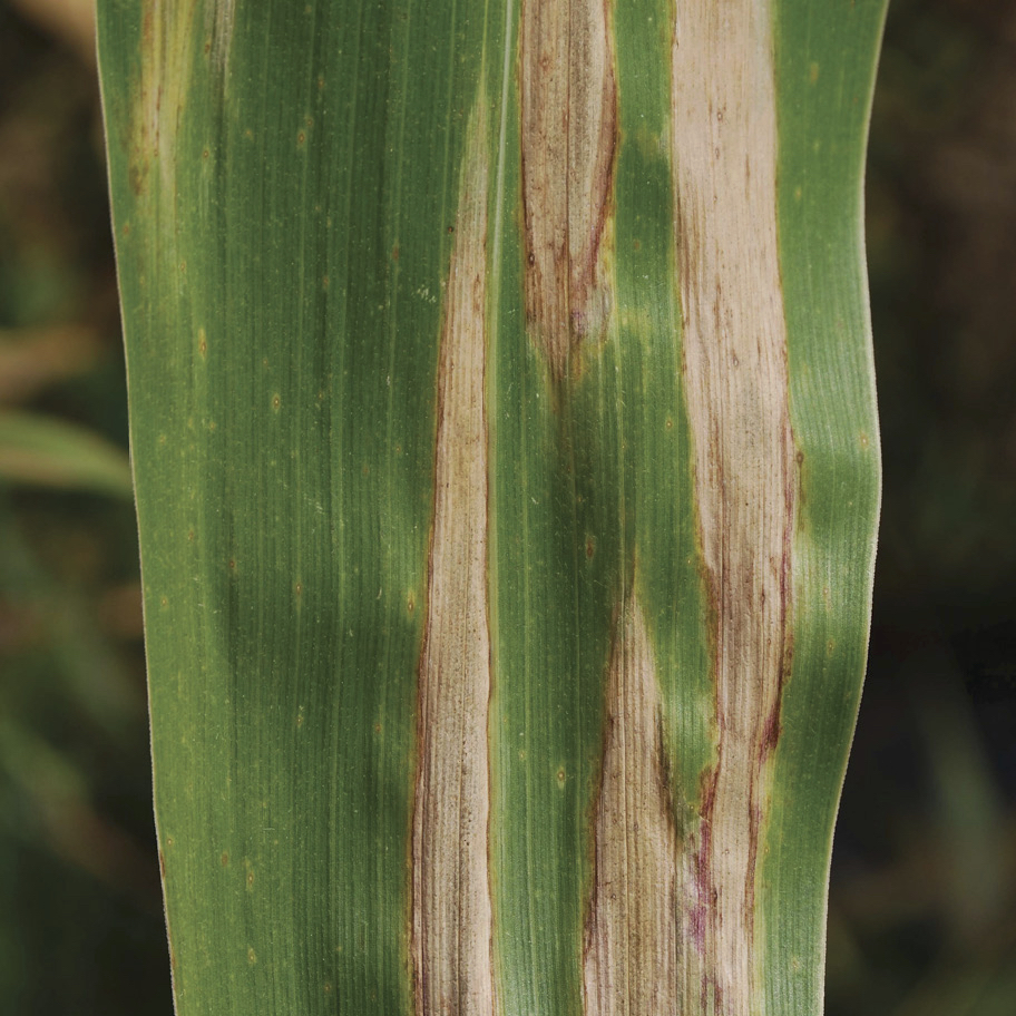 Northern Corn Leaf Blight Biological Control Plants Infoupdate