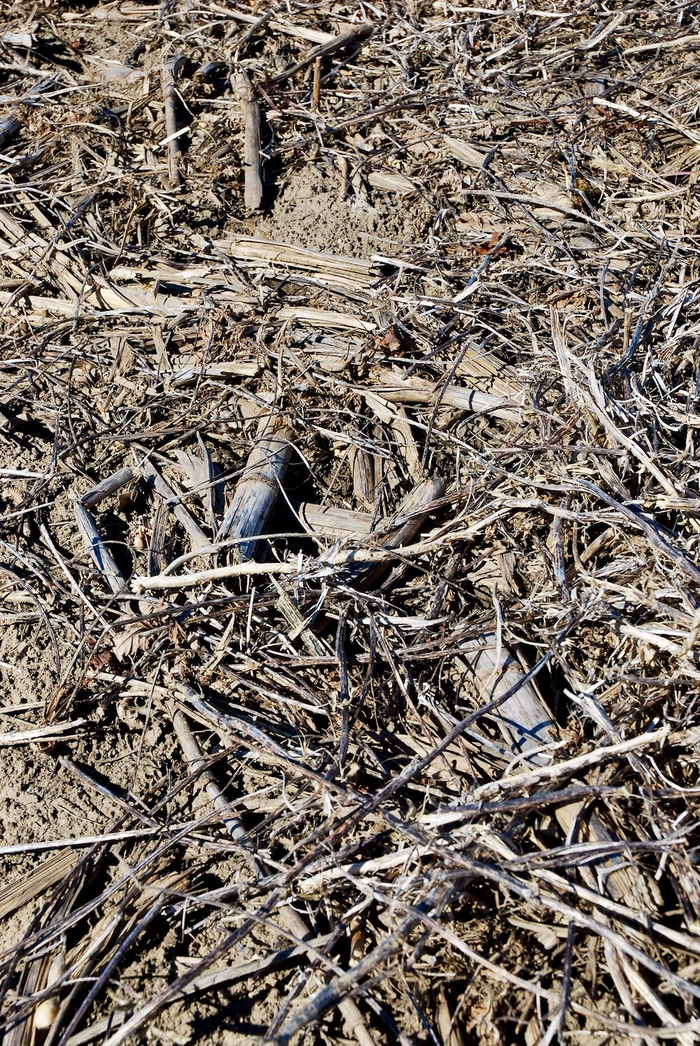 Research from the U.S. theorizes that more of the nitrogen used by a corn plant comes from the soil, not fertilizer.