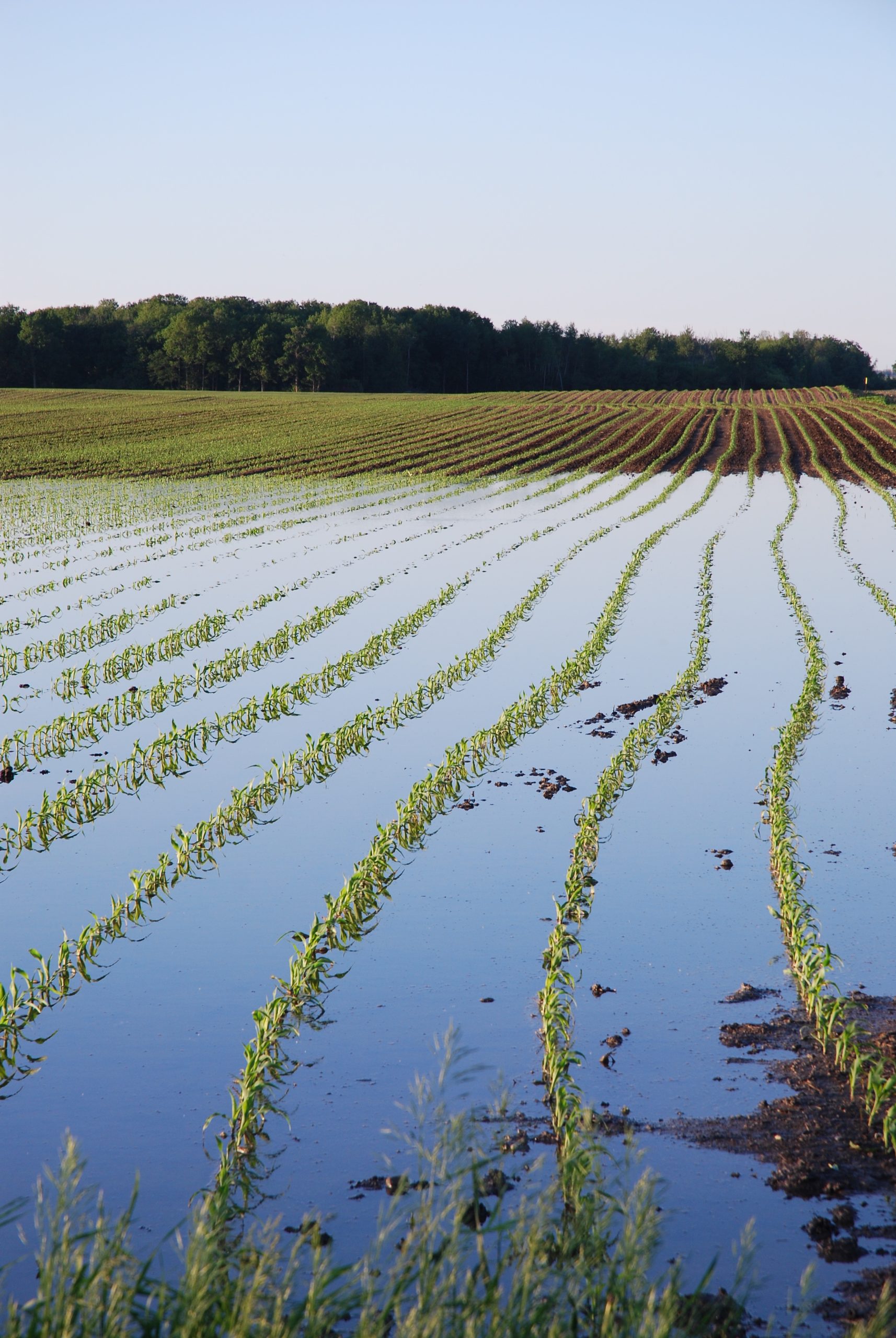 Researcher Amélie Gaudin says severe weather conditions becoming more normal and the agriculture sector must adapt to these conditions.