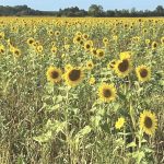 A cover crop field including sunflowers.