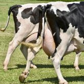 Udders of two dairy cows