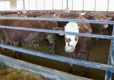 Cattle finished on grain gain weight quicker and more efficiently than grass-finished beef, says a recent study.