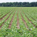 No trade concerns with new soy and corn protection products