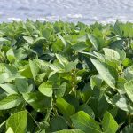 New fungicide for pulse and canola growers