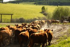Photo: Canada Beef Inc.