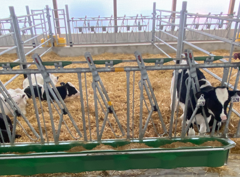 Calves fed colostrum for longer have higher weight gain than those feed minimal colostrum.