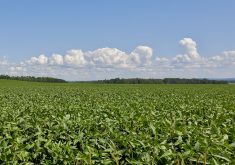 Soybeans are adaptable and capable of thriving as far north in Ontario as Earlton — and maybe farther.
