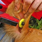Best practices at tagging time easiest way to not lose them