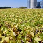 More growers are considering an alternative crop like edible beans — some for profitability, some for sustainability.