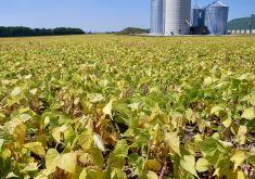 More growers are considering an alternative crop like edible beans — some for profitability, some for sustainability.