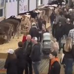Interested buyers view the calves available for sale during the Calves for a Cause event at the 2023 Canadian Dairy XPO.