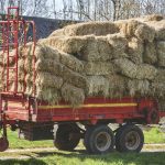 Long-term planning key to forage success