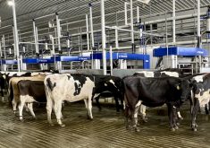 Cows are brought to multiple robotic milking machines as part of a batch milking system in Texas.