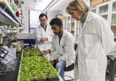 Unlocking how plants adjust to their environment is central to Sally Mackenzie’s (right) work in epigenetics.
