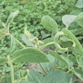 Reports of drift damage from dicamba-based products rose dramatically in the U.S. Midwest in 2017, covering more than 3.6 million acres.
