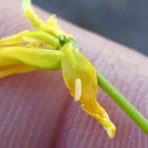 Ontario canola flower midge uses canola differently than its prairie counterpart.