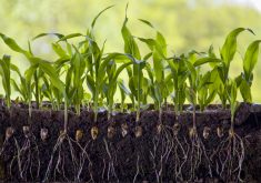 Increasingly extreme weather, such as droughts and floods, is damaging crops around the world, making it more important than ever before to understand how plants grow.