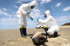 FILE PHOTO: A team from the Laboratory of Ecology and Conservation of Marine Megafauna at the Federal University of Rio Grande (ECOMEGA) collects organic material from a dead porpoise on the coast of the Atlantic Ocean, during an outbreak of Bird Flu, in Sao Jose do Norte, in the State of Rio Grande do Sul, Brazil, November 21, 2023. REUTERS/Diego Vara/File Photo
