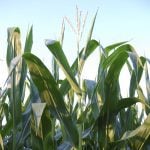 Higher densities and improved genetics have boosted corn yields but have also changed nutrient recommendations.