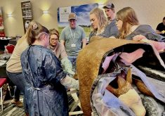 Producers get hands-on experience managing unexpected calving problems, without the stakes of live animals at the Manitoba Beef and Forage Production Conference in Brandon in December 2023.