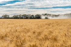 File photo of harvesting near Wymark, Sask., south of Swift Current, on Sept. 8, 2020. (Nancy Anderson/iStock/Getty Images)