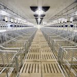 There are numerous options when building new housing for sows in pens and the best choice is a topic of debate.