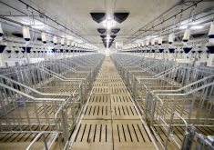 There are numerous options when building new housing for sows in pens and the best choice is a topic of debate.