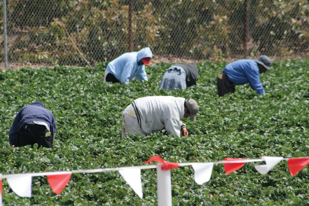 The money will be aimed at improving living quarters for temporary foreign workers, the federal government said.  Photo: Getty Images
